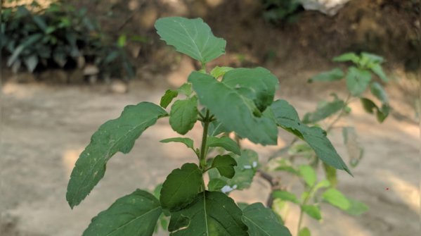 What is Rama Tulsi?