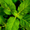 Importance of Tulsi in Hindu homes 