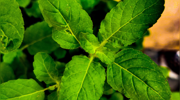 Importance of Tulsi in Hindu homes