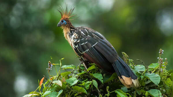 Hoatzin