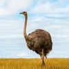 Ostrich