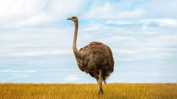 Ostrich