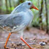 Kagu