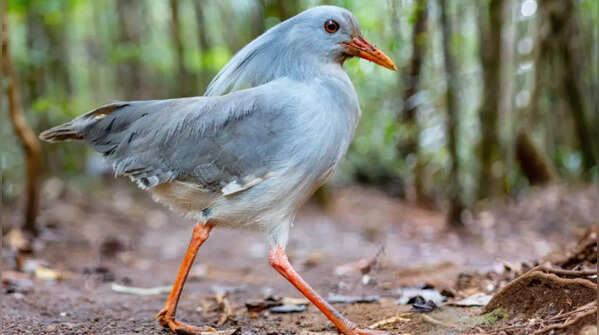 Kagu
