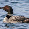 Loons 