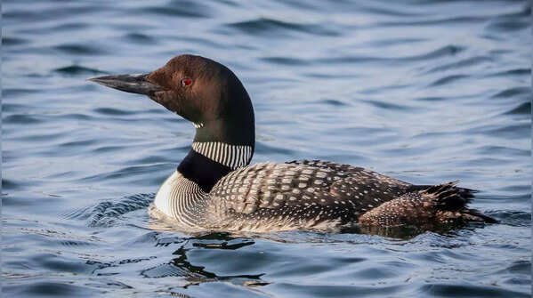 Loons