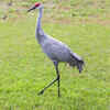Sandhill crane