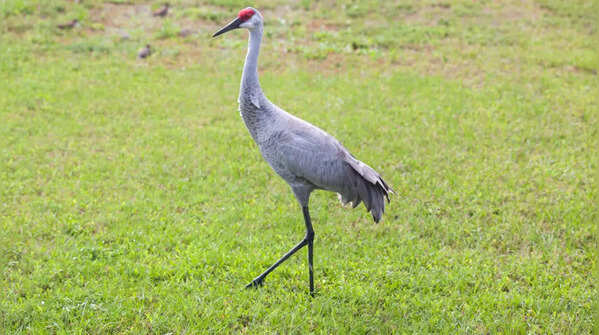 Sandhill crane