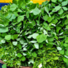 Methi leaves 