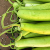 Article image for: Lauki (<i class="tbold">bottle gourd</i>)