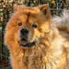Chow Chow-- up to $8,500