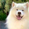 Samoyed - $10,000 to $12,000