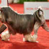 Lowchen- $10,000 and $13,000