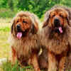 Tibetan Mastiff – $1.5 million 