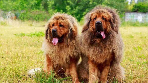 Tibetan Mastiff – $1.5 million