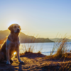 Choosing the right retriever for you 