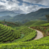 Article image for: <i class="tbold">darjeeling</i>, West Bengal