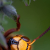 10 Most Venomous Insects In The World
