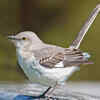 Mockingbirds