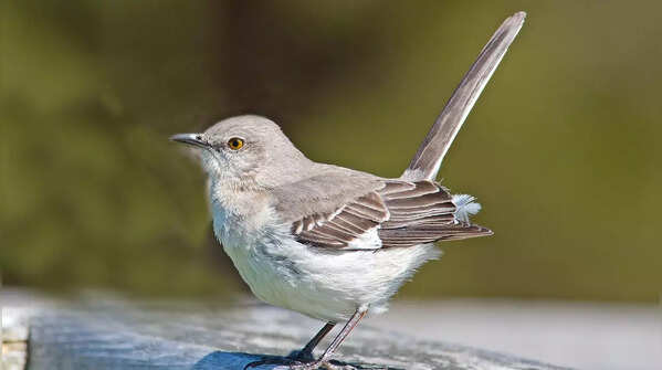 Mockingbirds