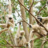 Gibbons