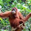 Orangutans