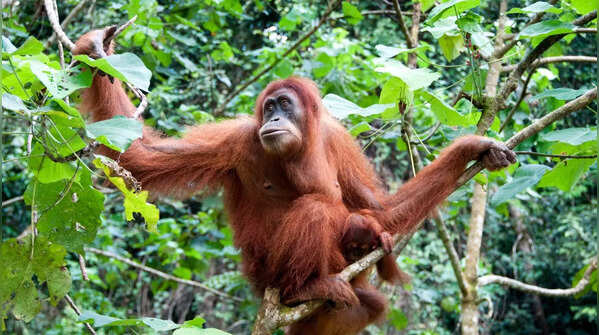Orangutans