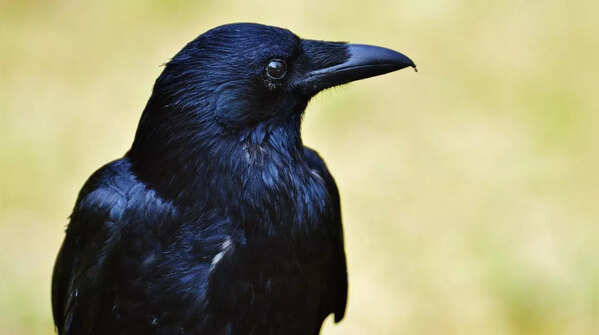 Crows