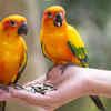 Parrots