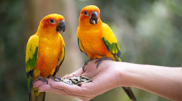 Parrots