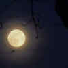 May 12: Flower Moon