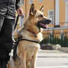 Trainability and intelligence
