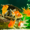 Fish (if the tank isn’t secure)