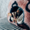 Sugar gliders
