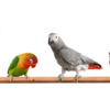 Birds (especially parrots and cockatiels)