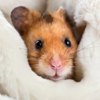Hamsters
