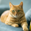 Cats (in some cases)