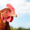 Chickens