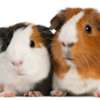 Guinea pigs