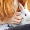 Rabbits