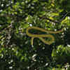 Flying Snakes