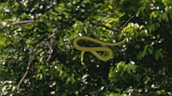 Flying Snakes