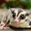 Sugar Gliders