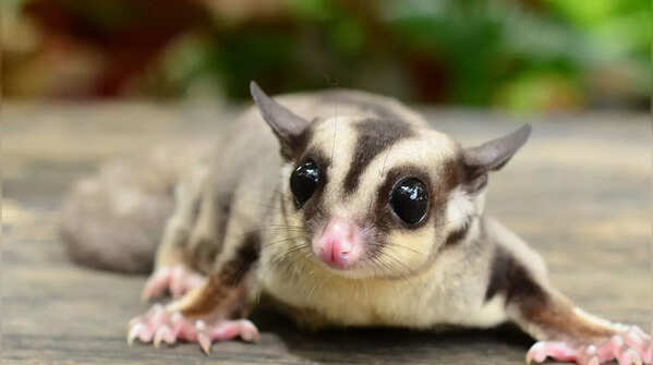 Sugar Gliders