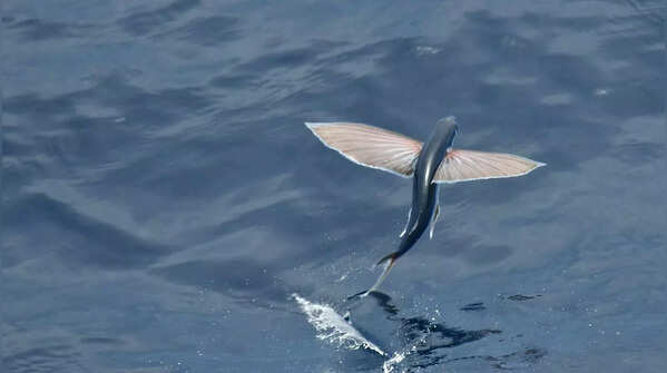 Flying Fish