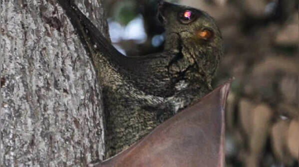 Colugos