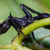 Gliding Ants