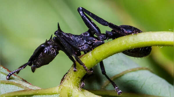 Gliding Ants