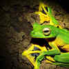 Wallace's Flying Frog