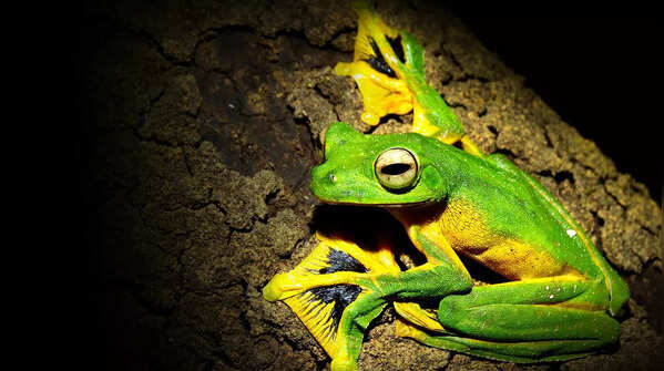 Wallace's Flying Frog